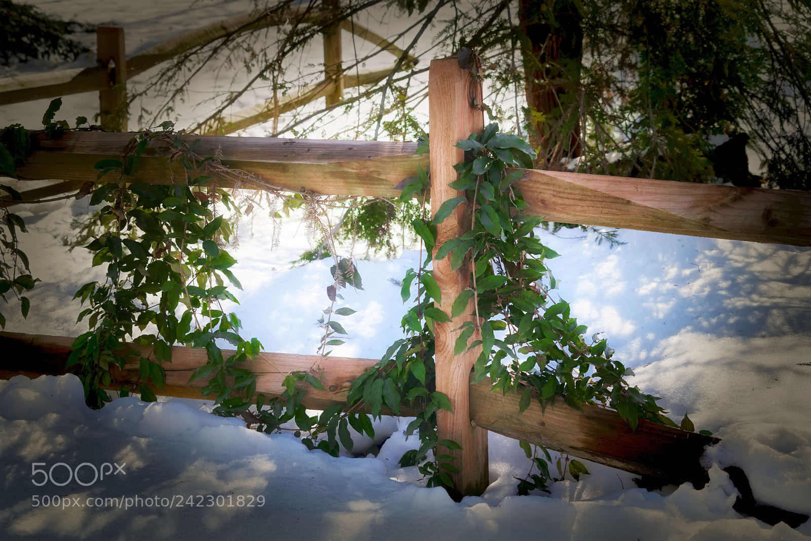 Sony a7R III sample photo. Ivy covered fence in photography