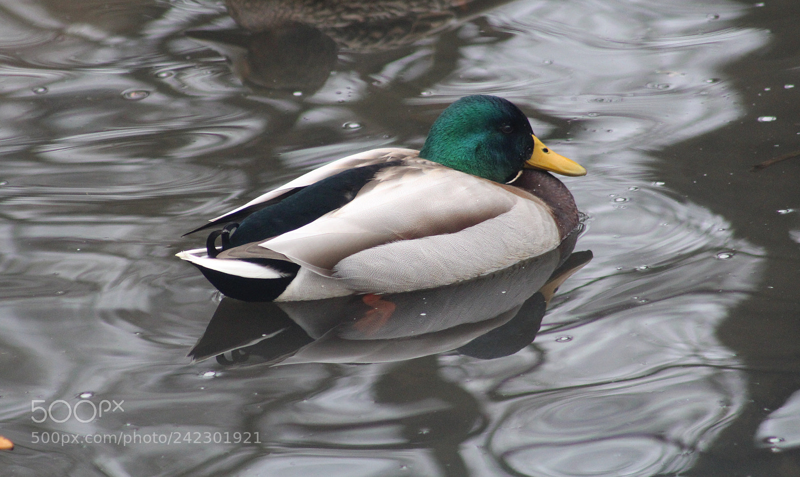 Canon EOS 1300D (EOS Rebel T6 / EOS Kiss X80) sample photo. Mallard duck and it photography