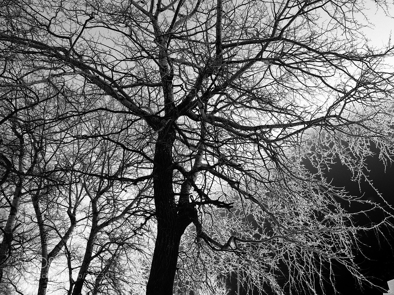 Fujifilm X20 sample photo. Кружева lace photography