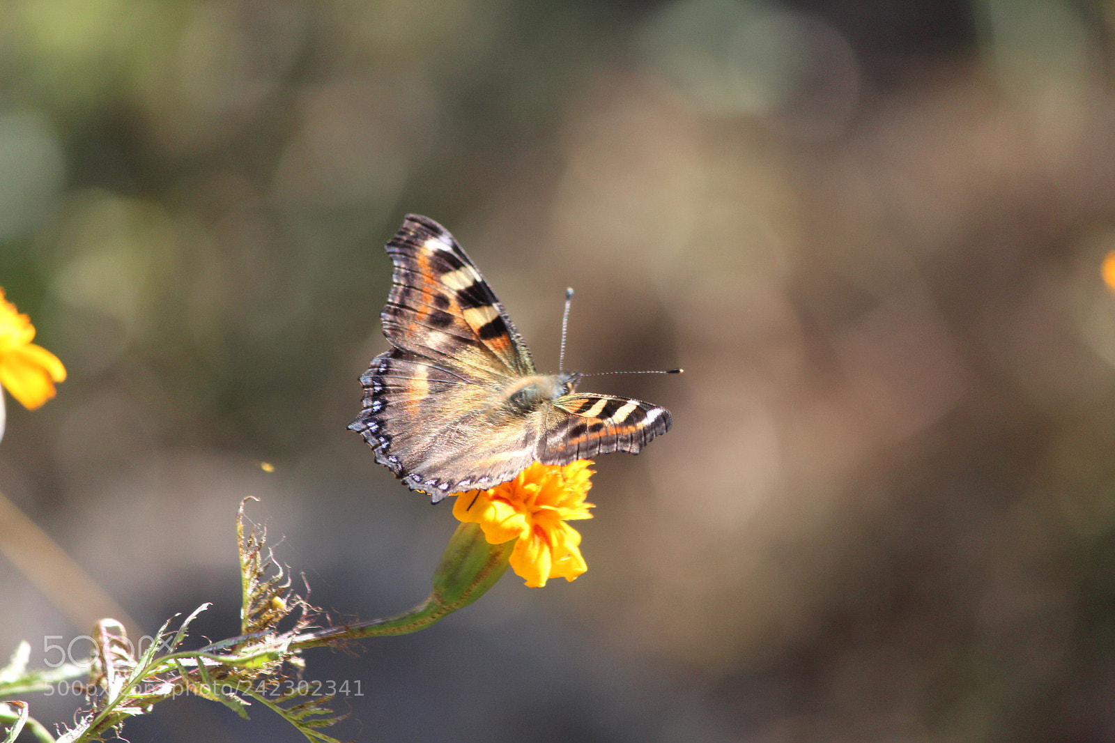 Canon EF-S 55-250mm F4-5.6 IS II sample photo. Untitled photography
