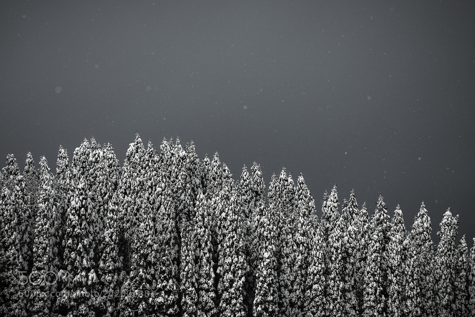 Nikon D800E sample photo. 齟齬 photography