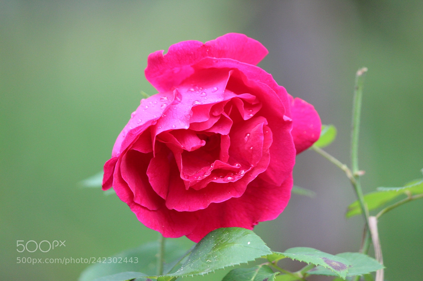 Canon EF-S 55-250mm F4-5.6 IS II sample photo. Untitled photography