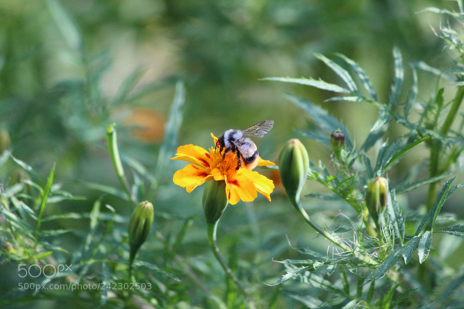 Canon EF-S 55-250mm F4-5.6 IS II sample photo. Untitled photography