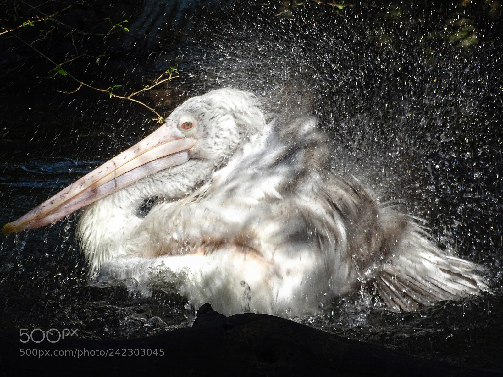 Sony Cyber-shot DSC-HX400V sample photo. Bathing photography