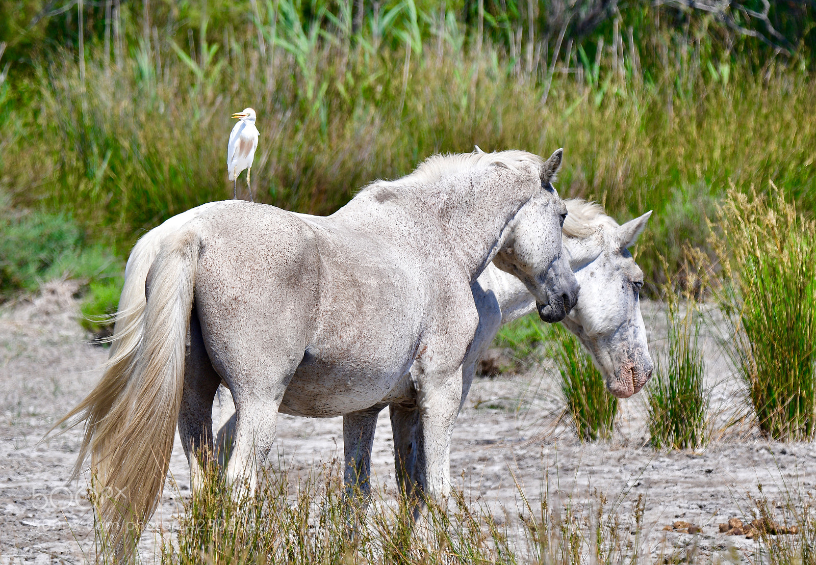 Nikon D500 sample photo. Untitled photography