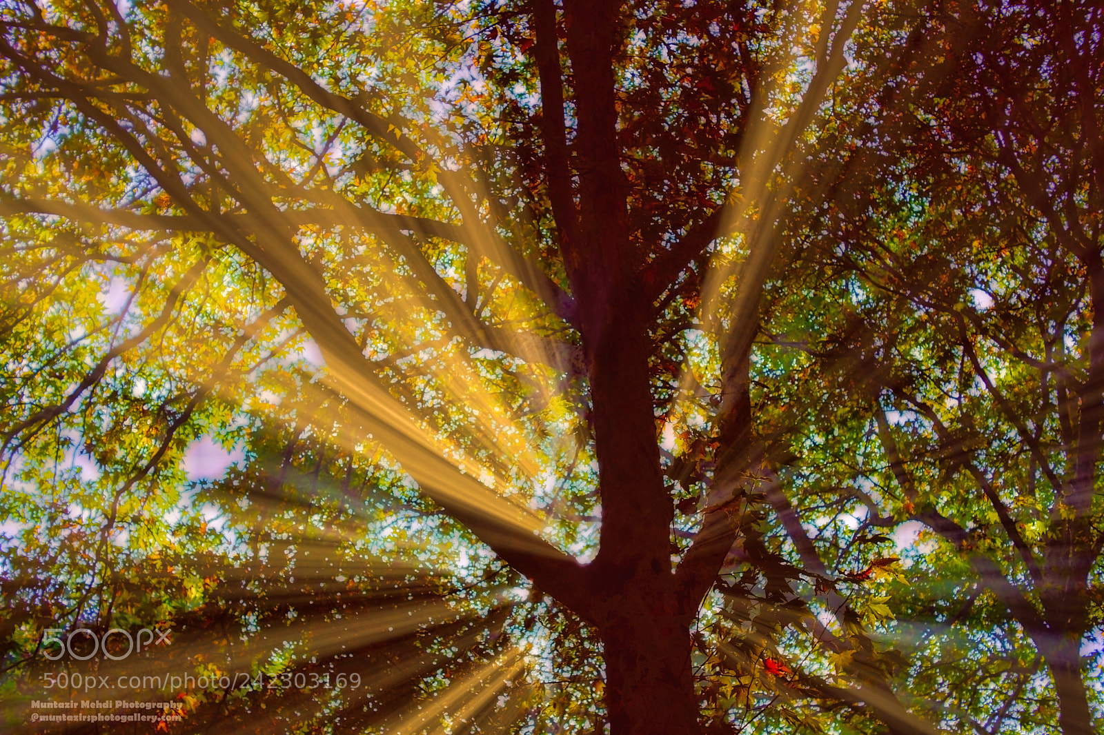 Sony SLT-A68 sample photo. Morning light photography