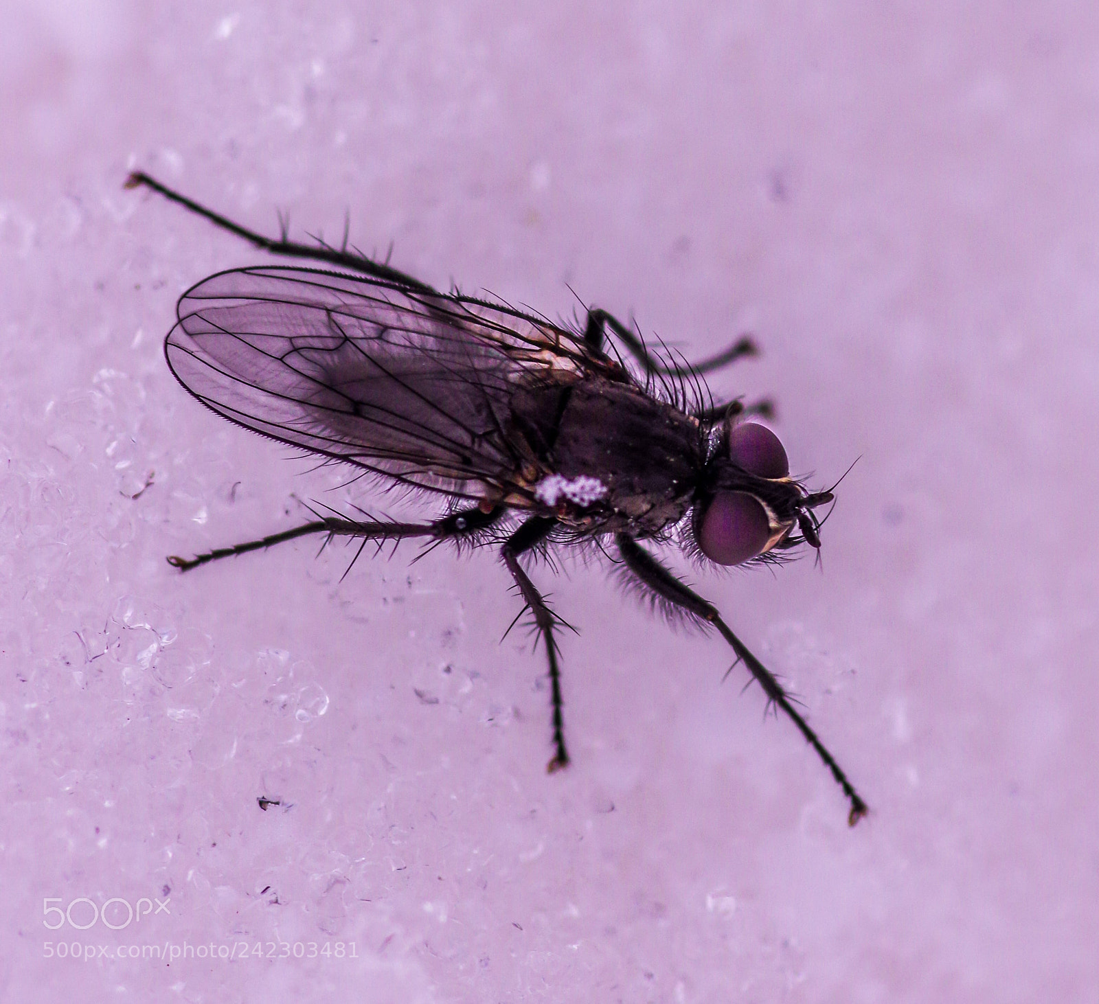 Pentax K-3 sample photo. Fly on spring snow photography