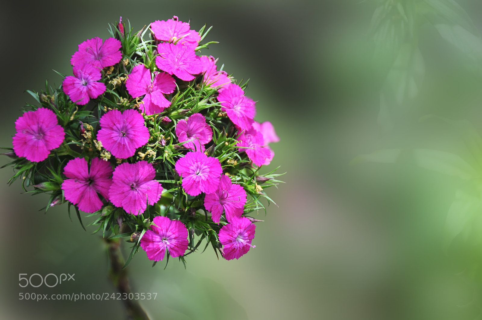 Nikon D300 sample photo. Together - in the photography