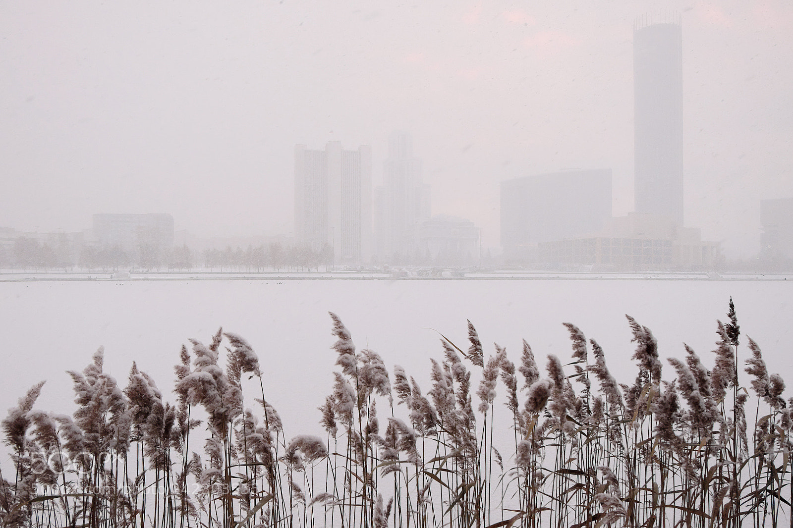 Fujifilm X-T10 sample photo. Yekaterinburg. reed in the photography