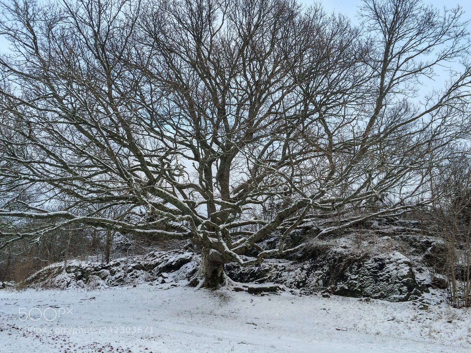 Apple iPhone 5s sample photo. The mighty oak photography