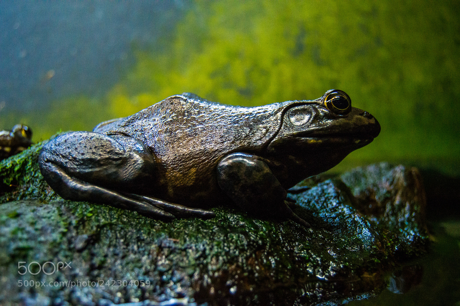 Nikon D3200 sample photo. Afrog photography