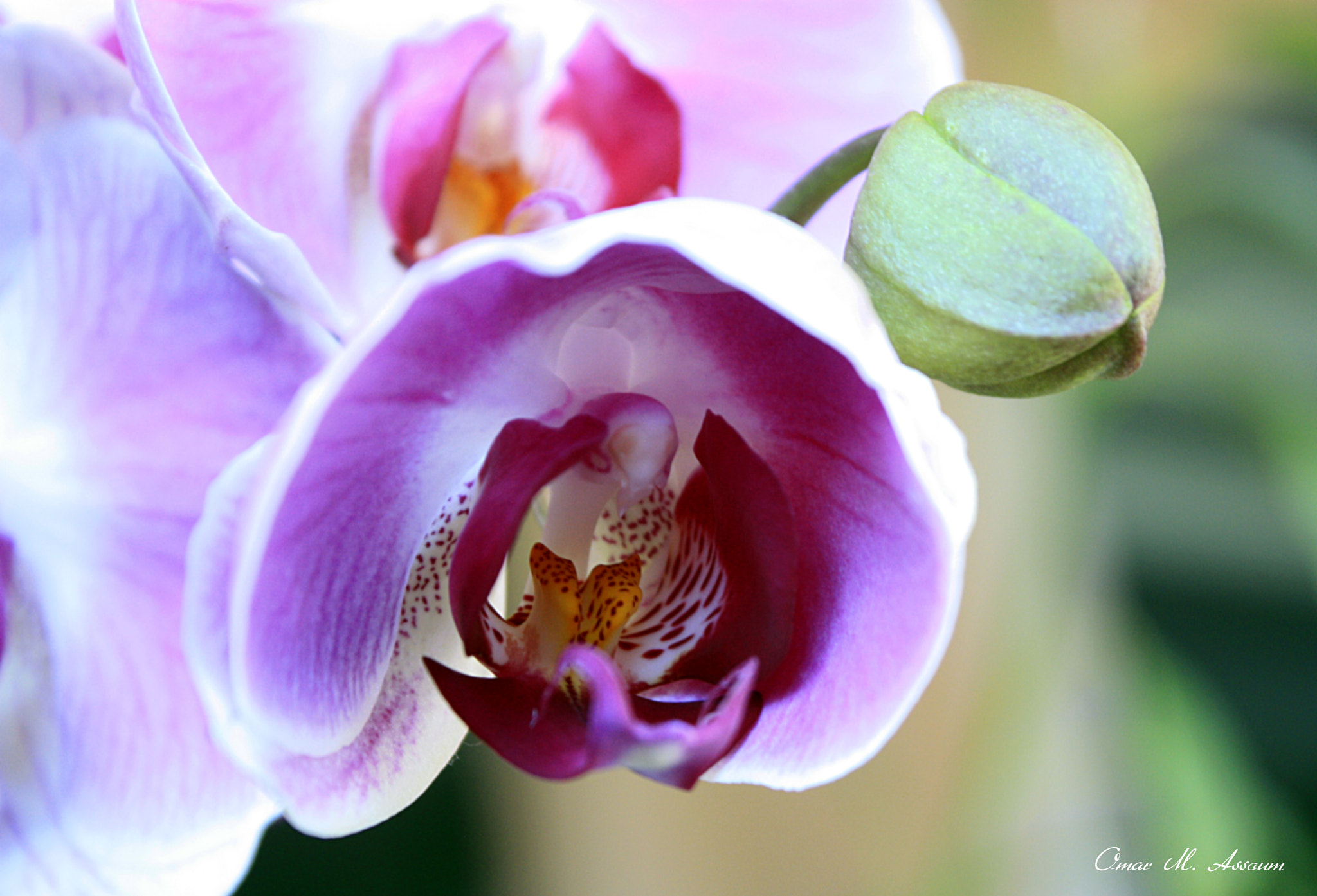 Canon EOS 450D (EOS Rebel XSi / EOS Kiss X2) sample photo. Purple lips photography