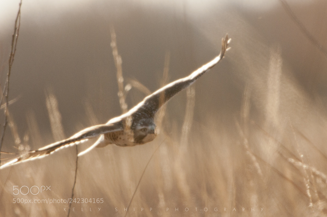 Nikon D300S sample photo. "winged hunter" photography