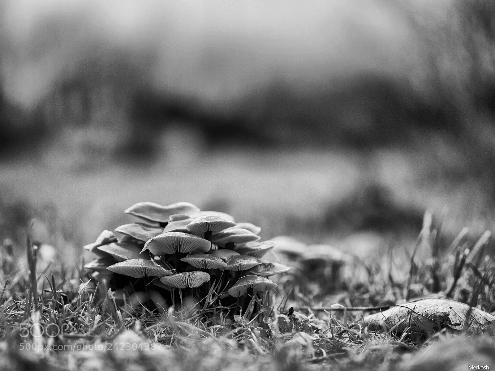 Olympus OM-D E-M1 Mark II sample photo. Pilzwald photography