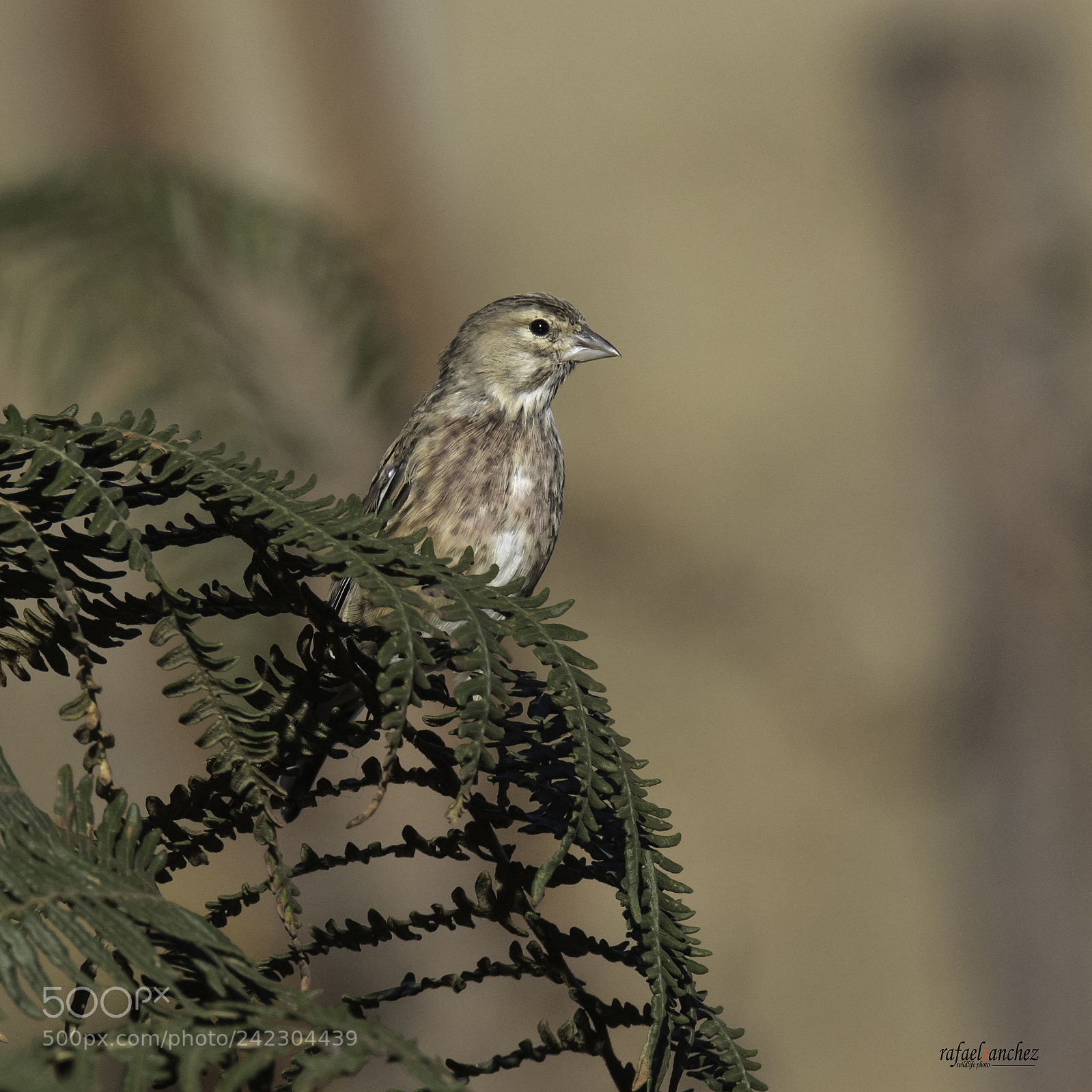 Canon EOS 7D Mark II sample photo. Pardillo - common linnet photography