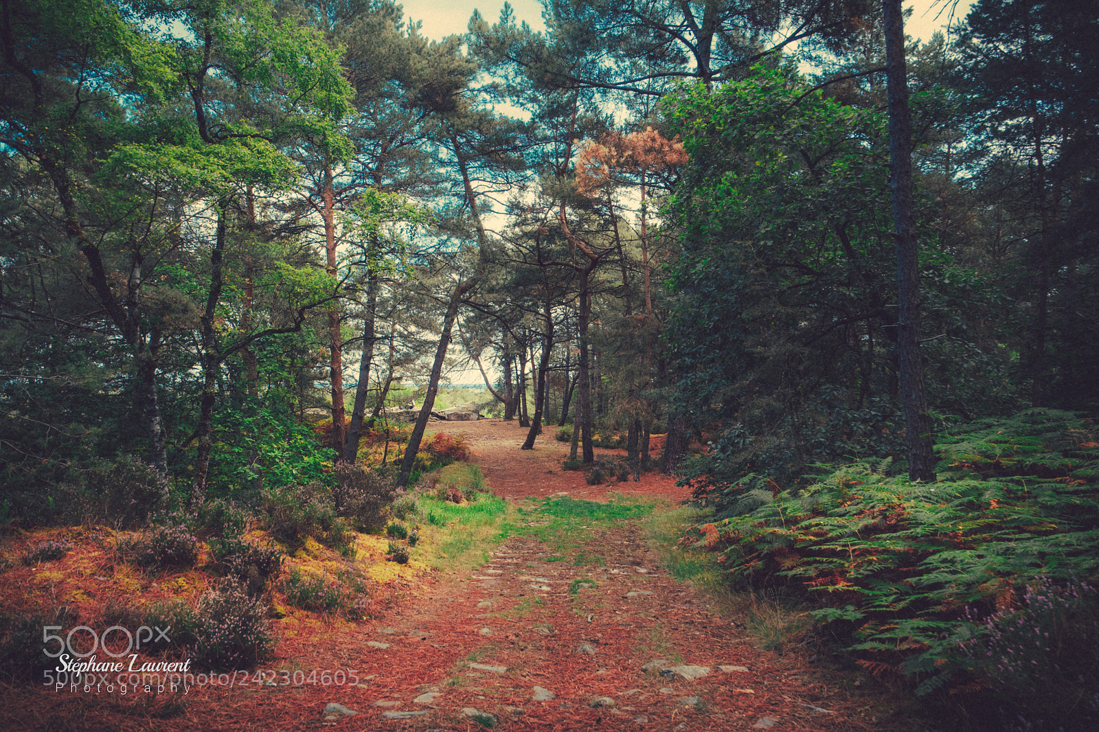 Sony a7 sample photo. Wood path photography