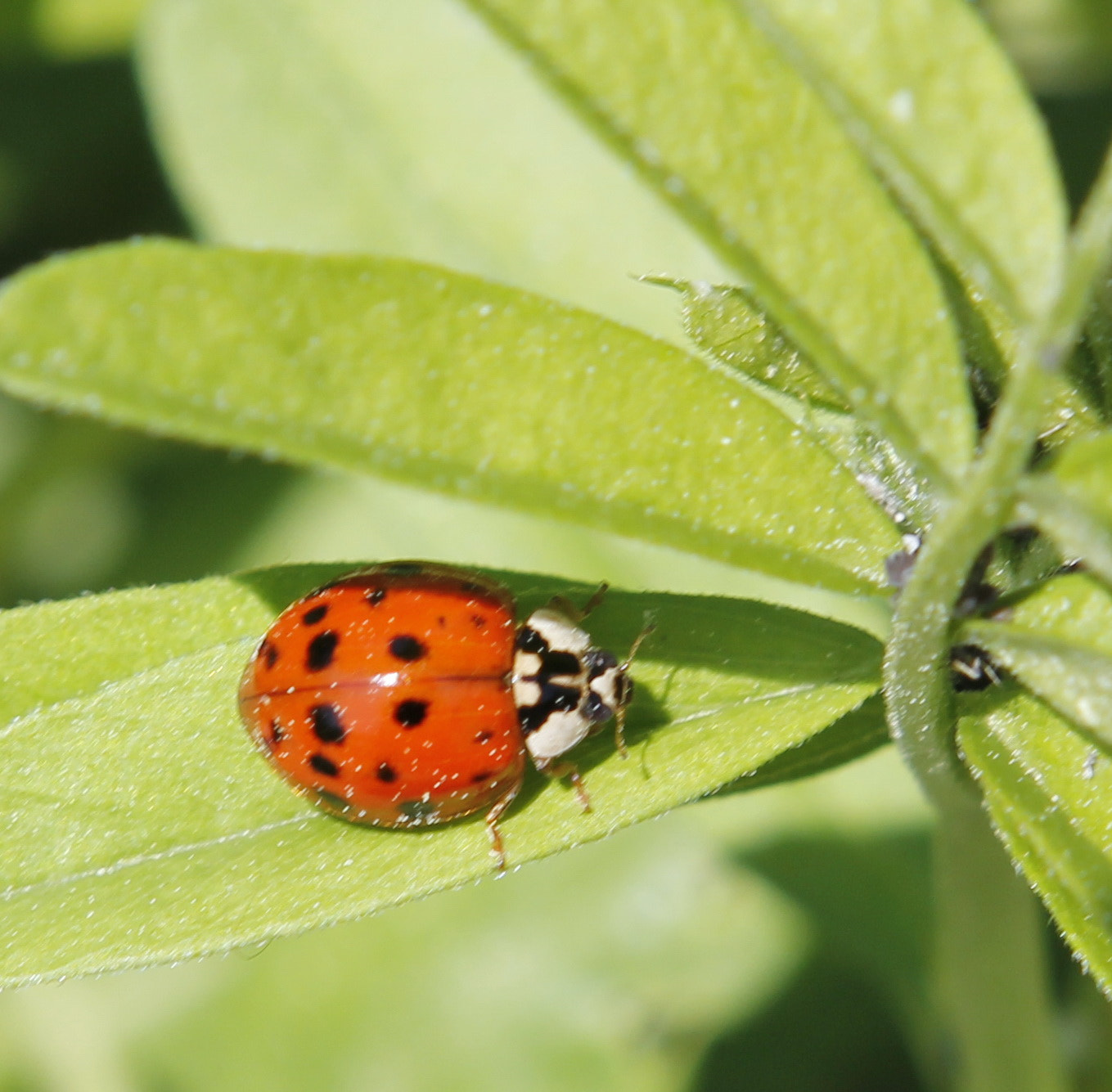 Canon EOS 60D + Canon EF 24-70mm F2.8L USM sample photo. Ladybug... photography