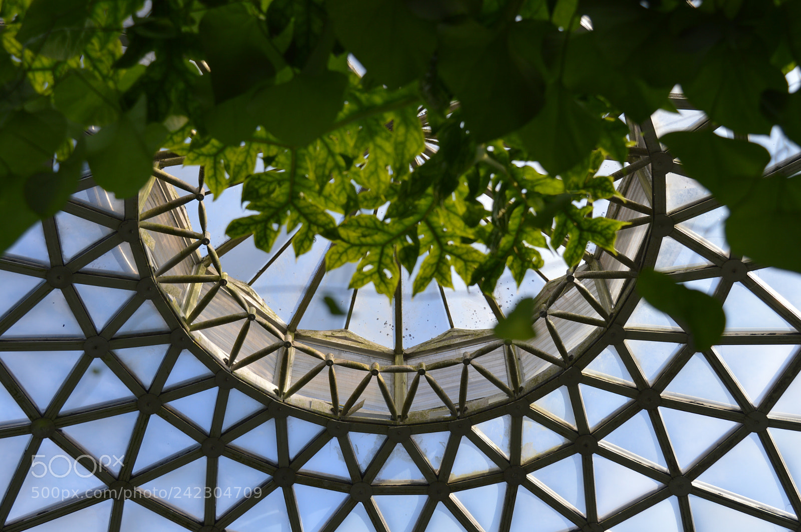 Nikon D3200 sample photo. Geometric plants photography