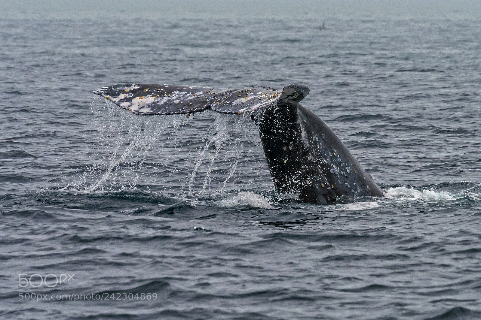Nikon D500 sample photo. Fluke of gray whale photography