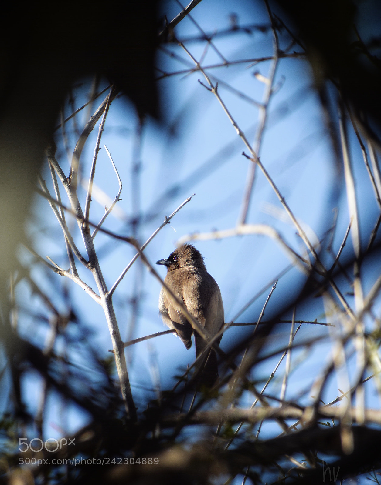 Nikon D7100 sample photo. Bulbul photography