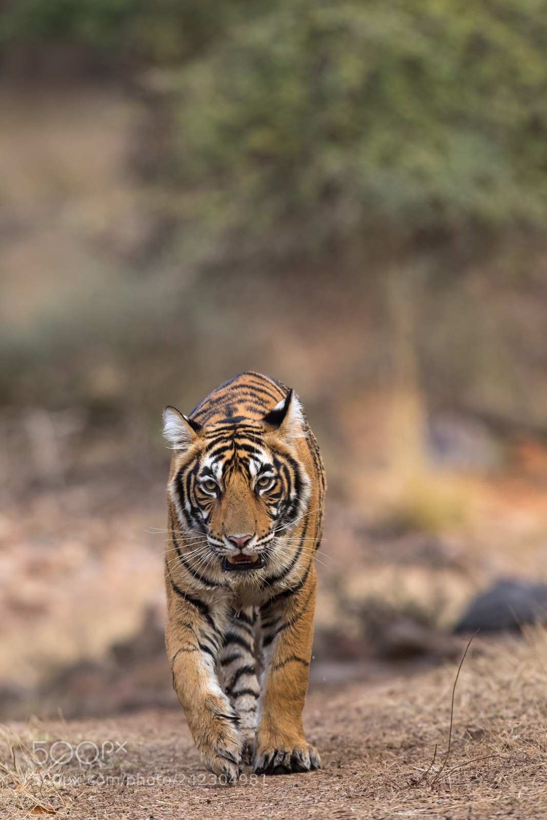 Canon EOS 7D Mark II sample photo. Tiger head on photography