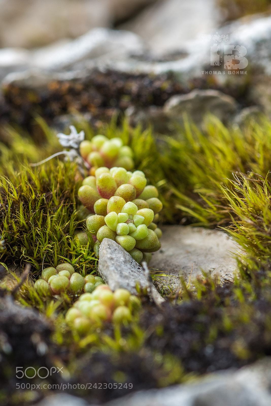 Nikon D810 sample photo. Macro photography