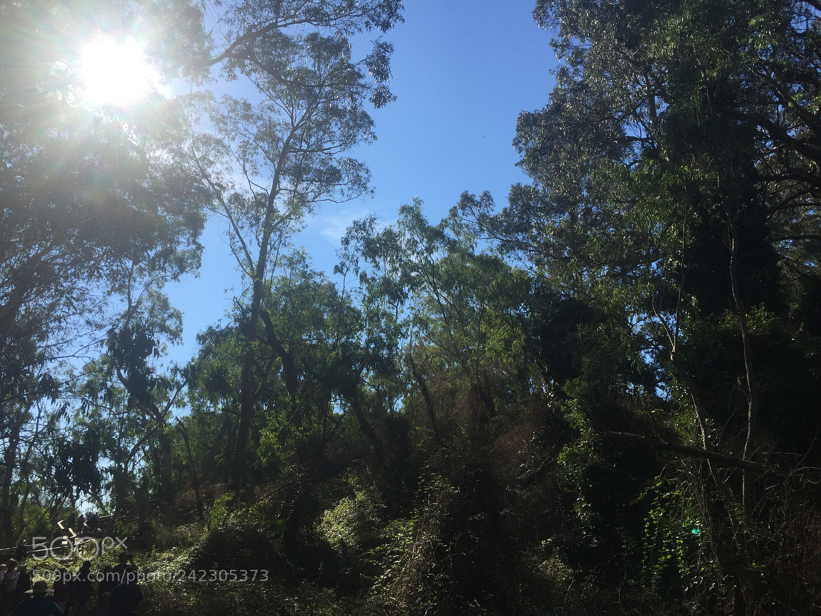 Apple iPhone 6 sample photo. Butterfly's at natural bridges photography