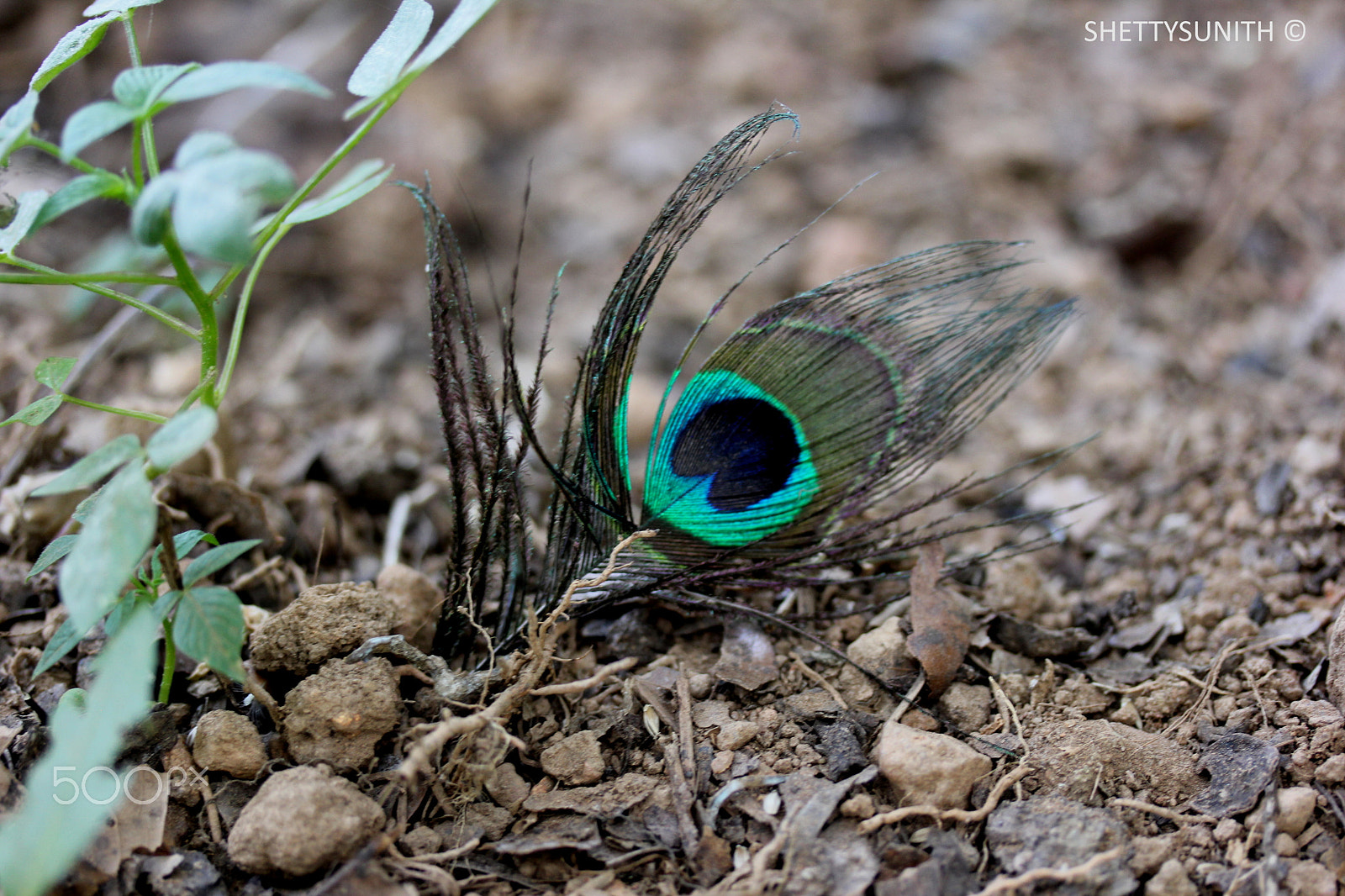 Canon EF-S 60mm F2.8 Macro USM sample photo. Lost n found.. photography