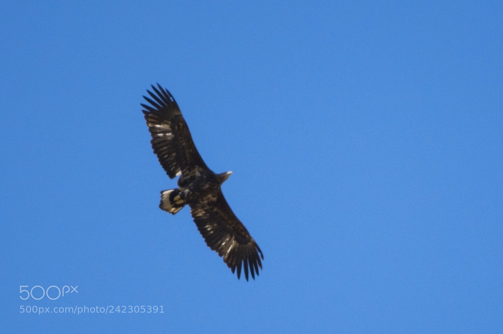 Nikon D7100 sample photo. A big crow over photography