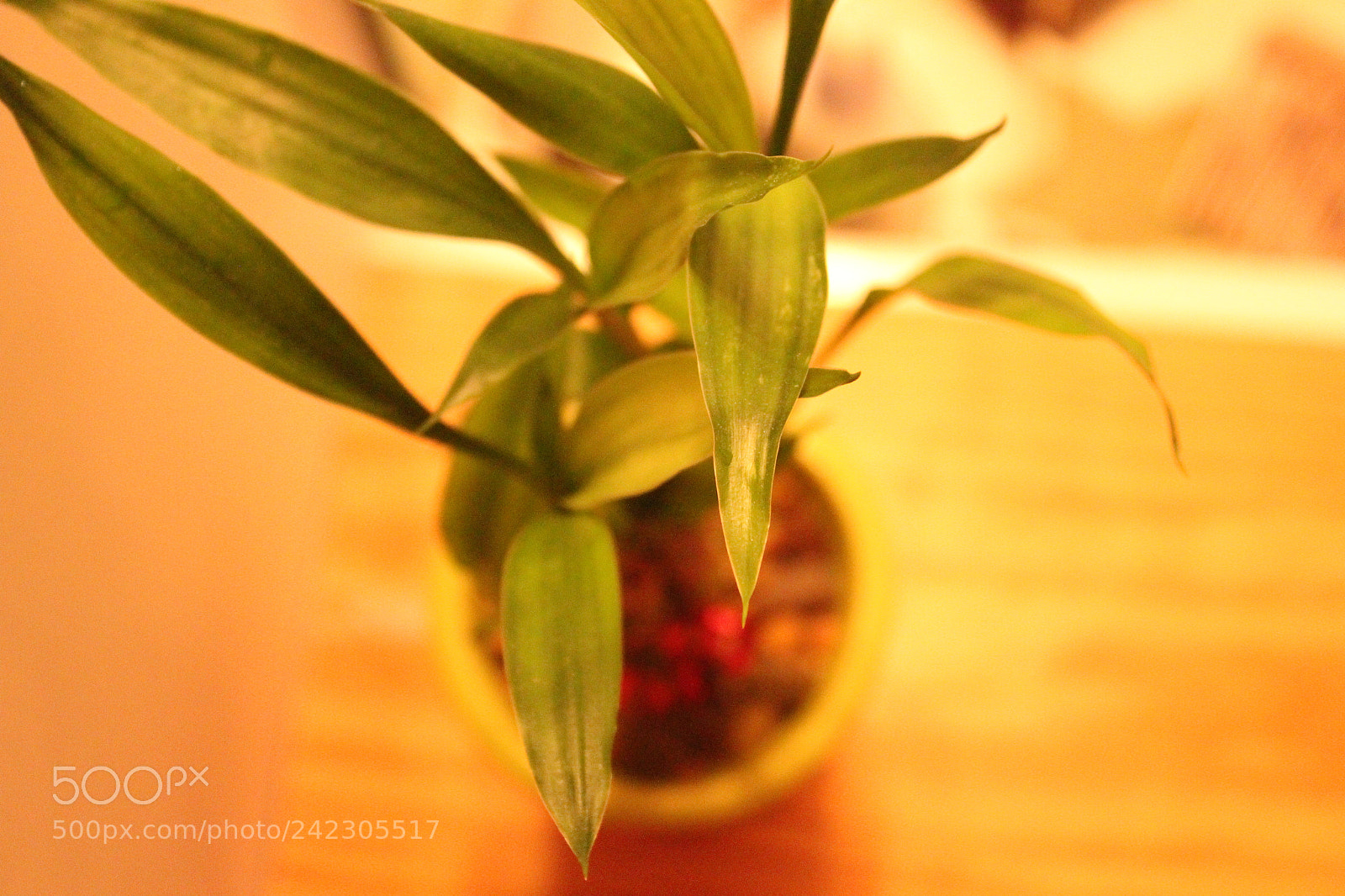Canon EF-S 18-55mm F3.5-5.6 IS sample photo. Img photography