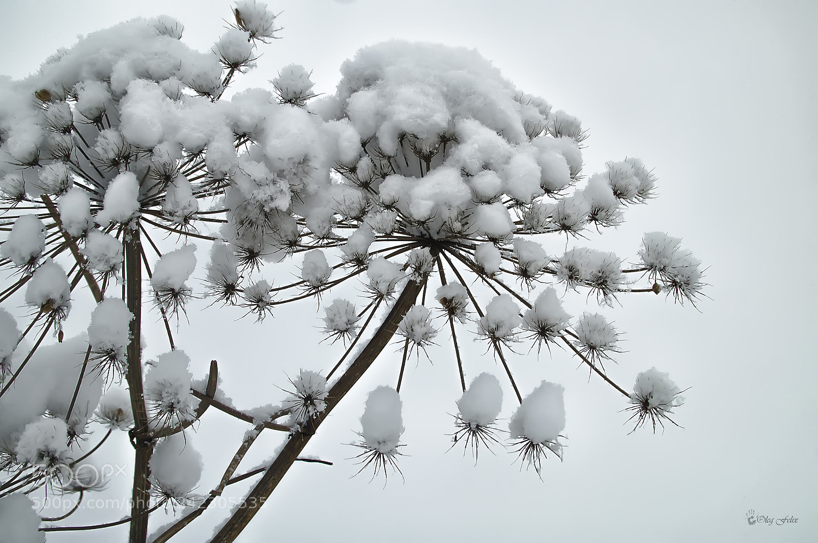 Sony SLT-A37 sample photo. Snow on the flowers photography