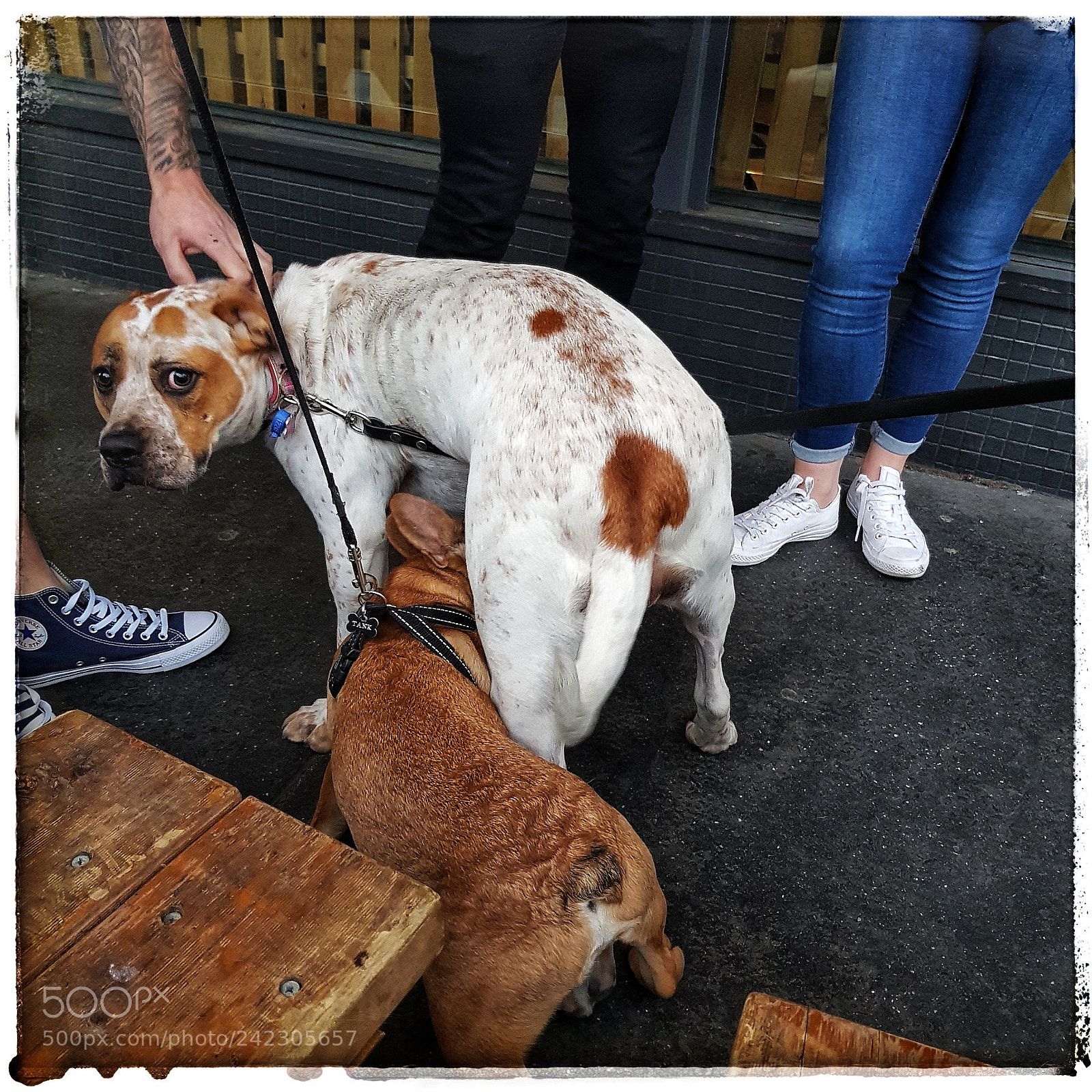 Samsung Galaxy S8 sample photo. Dogs of prahran photography