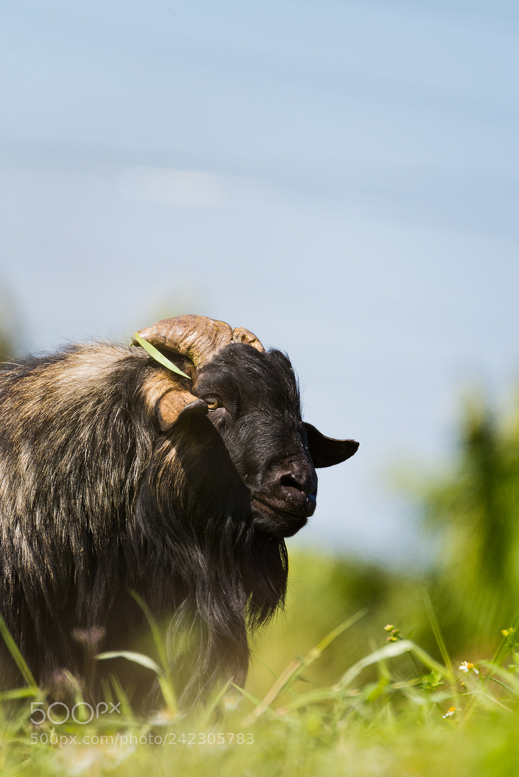 Nikon D810 sample photo. A crowd of sheeps photography