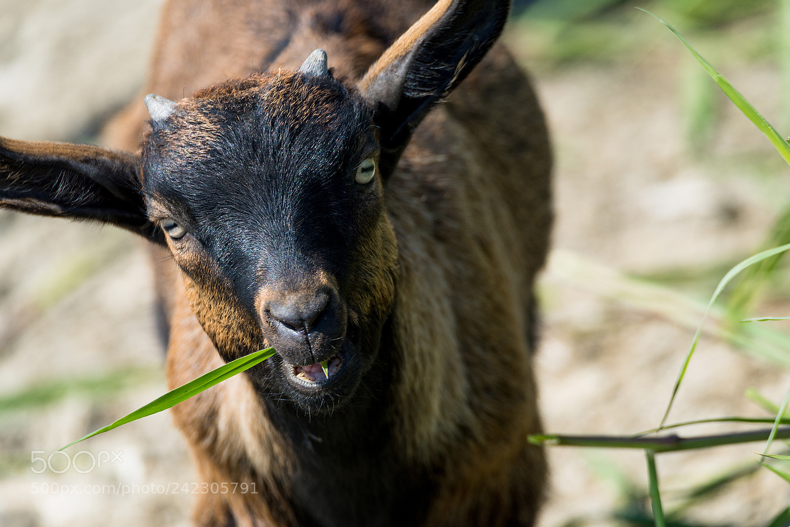 Nikon D810 sample photo. A crowd of sheeps photography