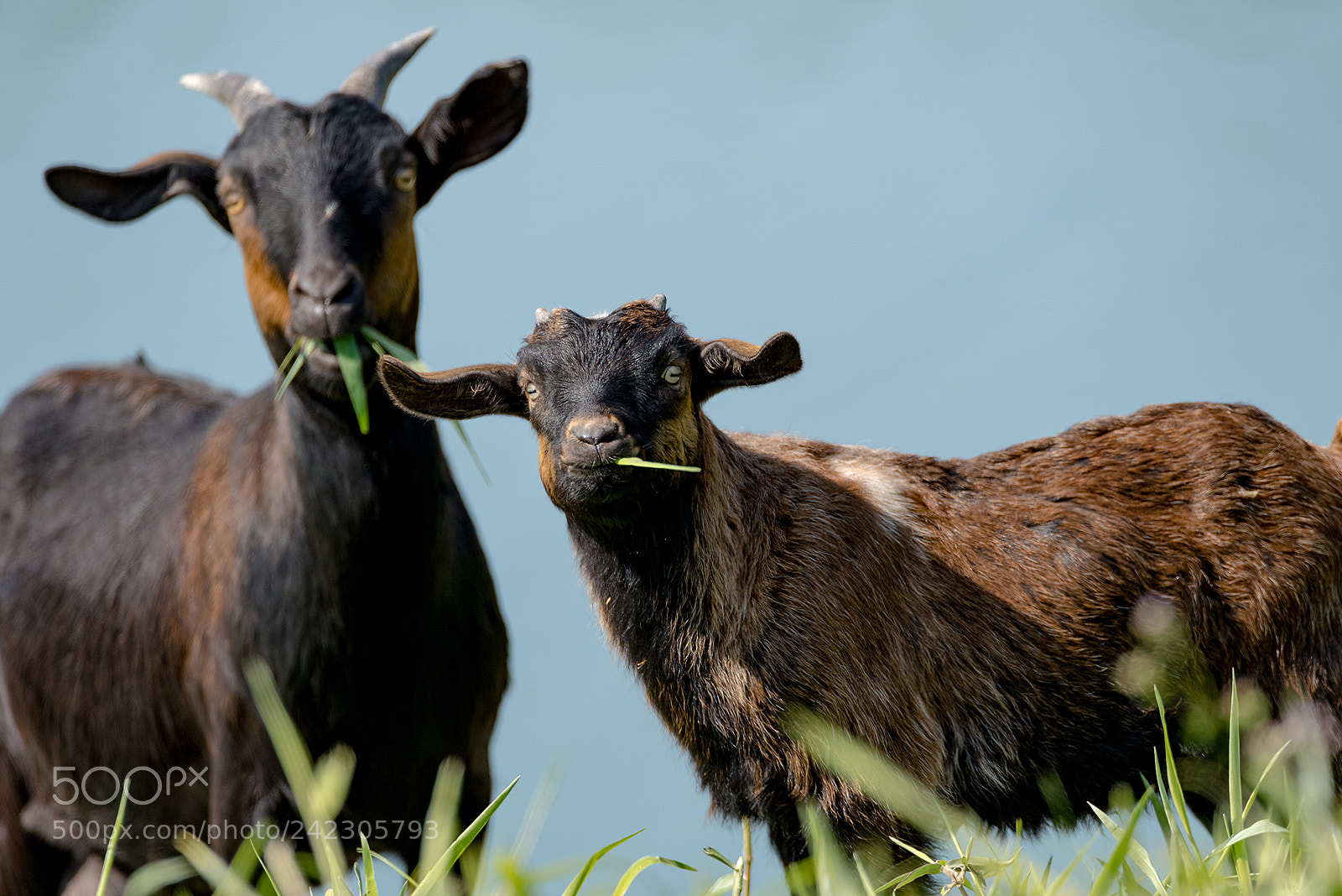 Nikon D810 sample photo. A crowd of sheeps photography