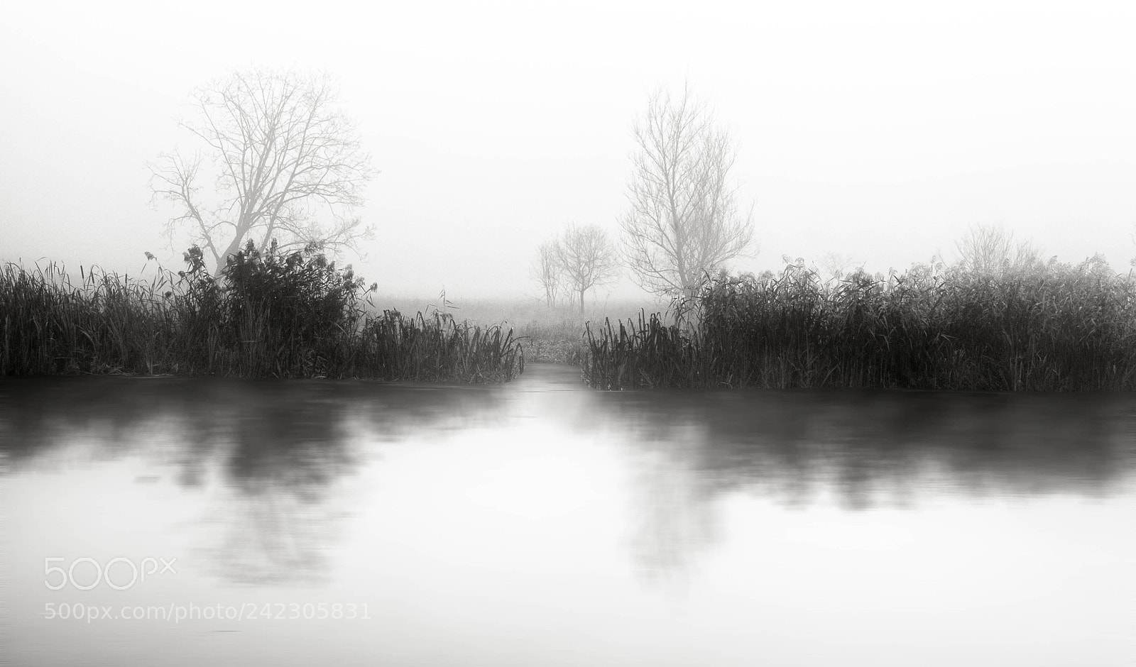 Nikon D3100 sample photo. Mist photography