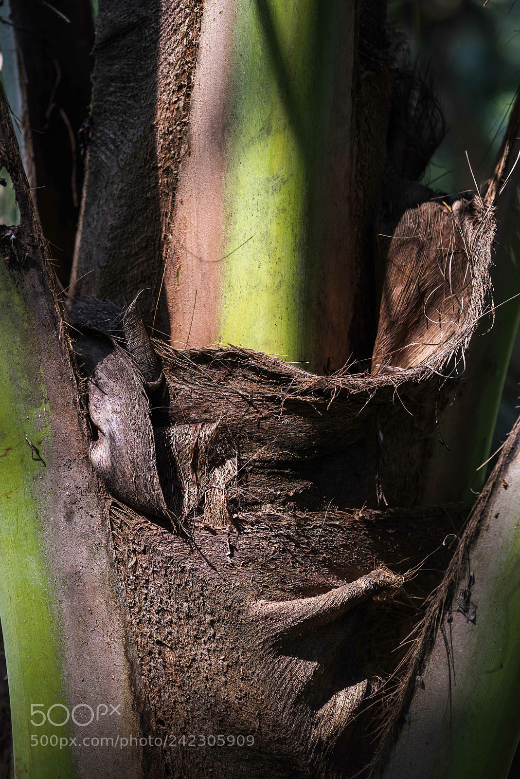 Nikon D810 sample photo. Bali photography