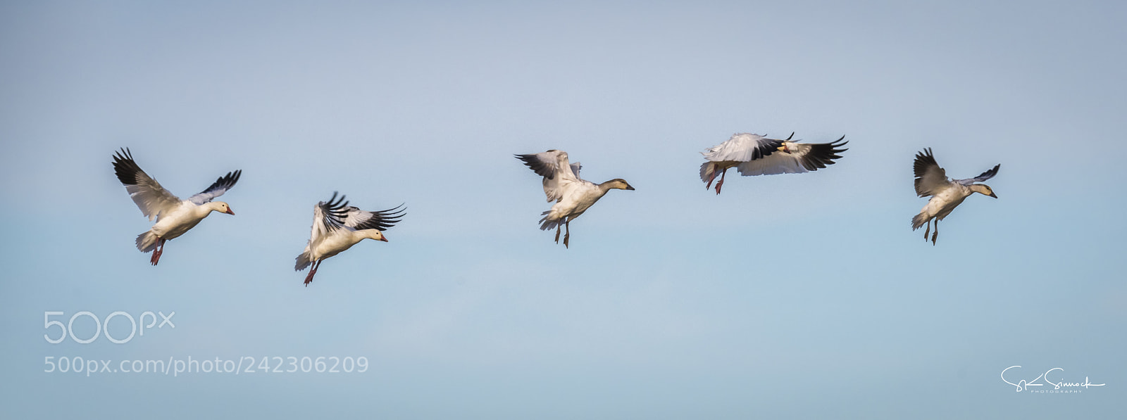 Nikon D850 sample photo. Snow geese photography
