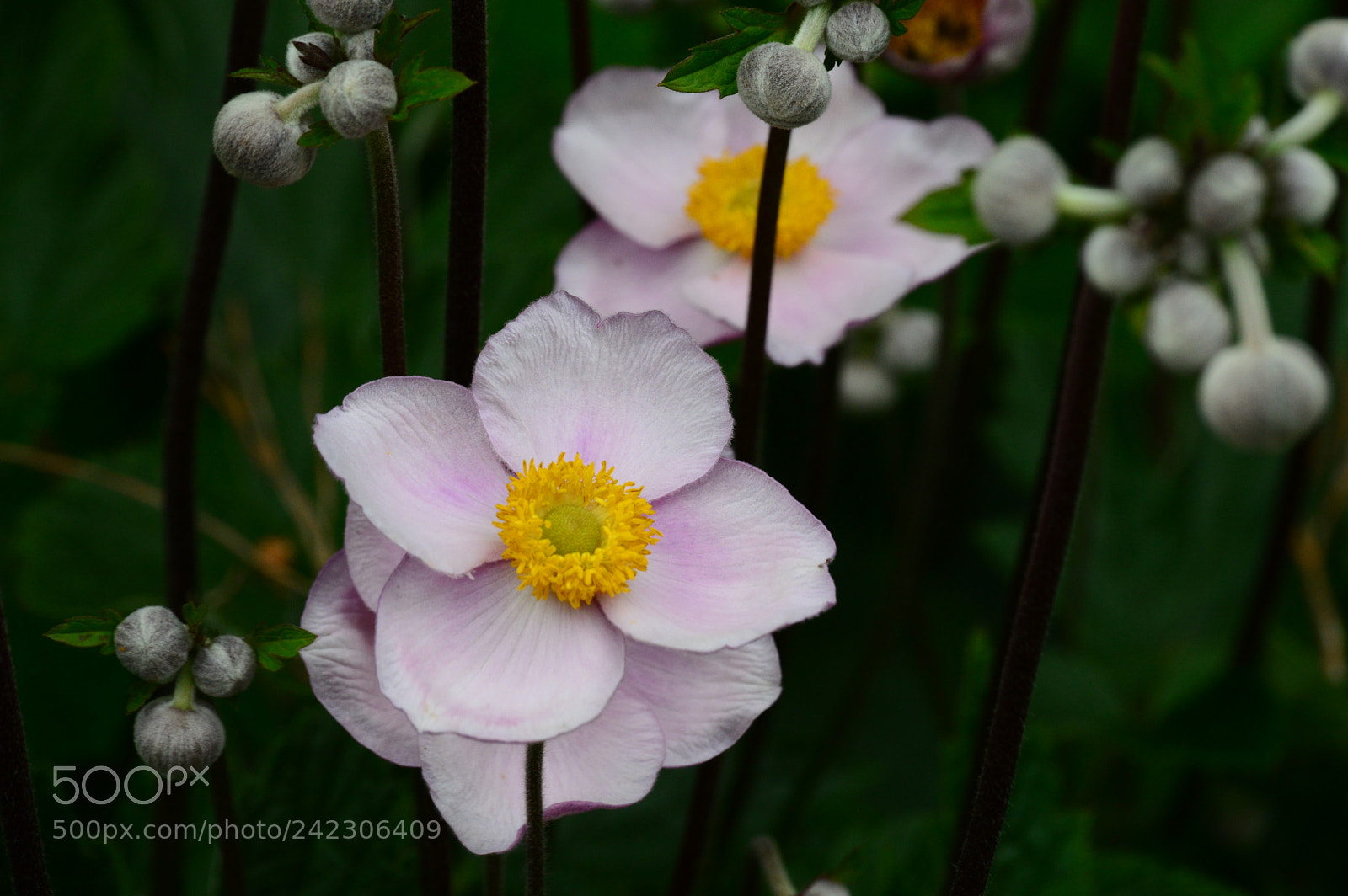 Nikon D3200 sample photo. Untitled photography