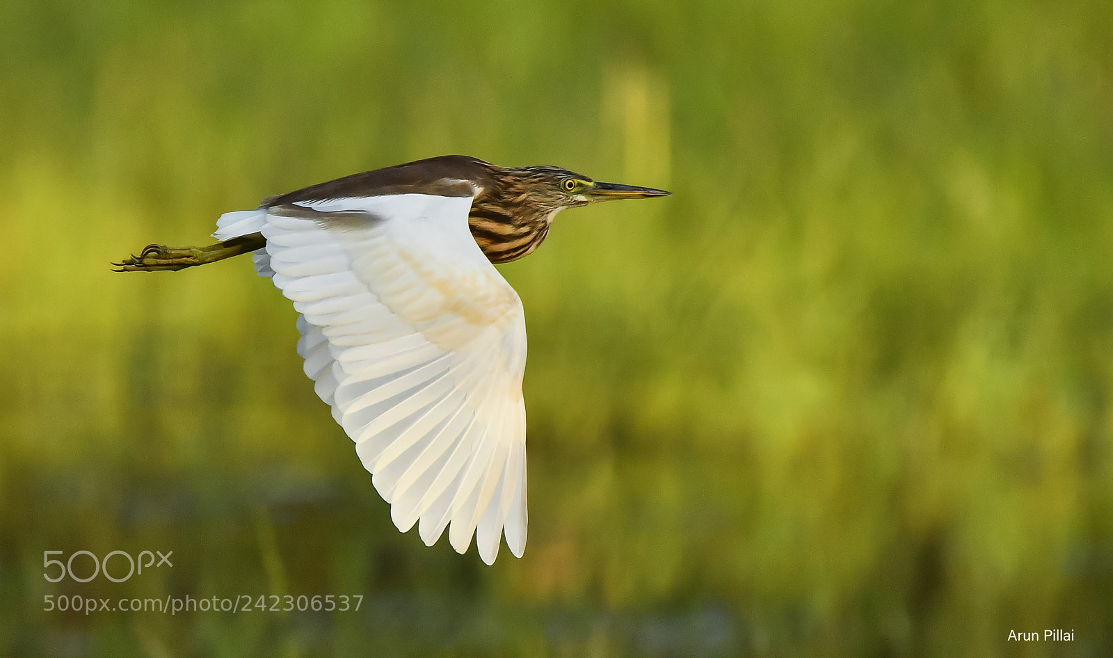 Nikon D500 sample photo. Pond heron photography