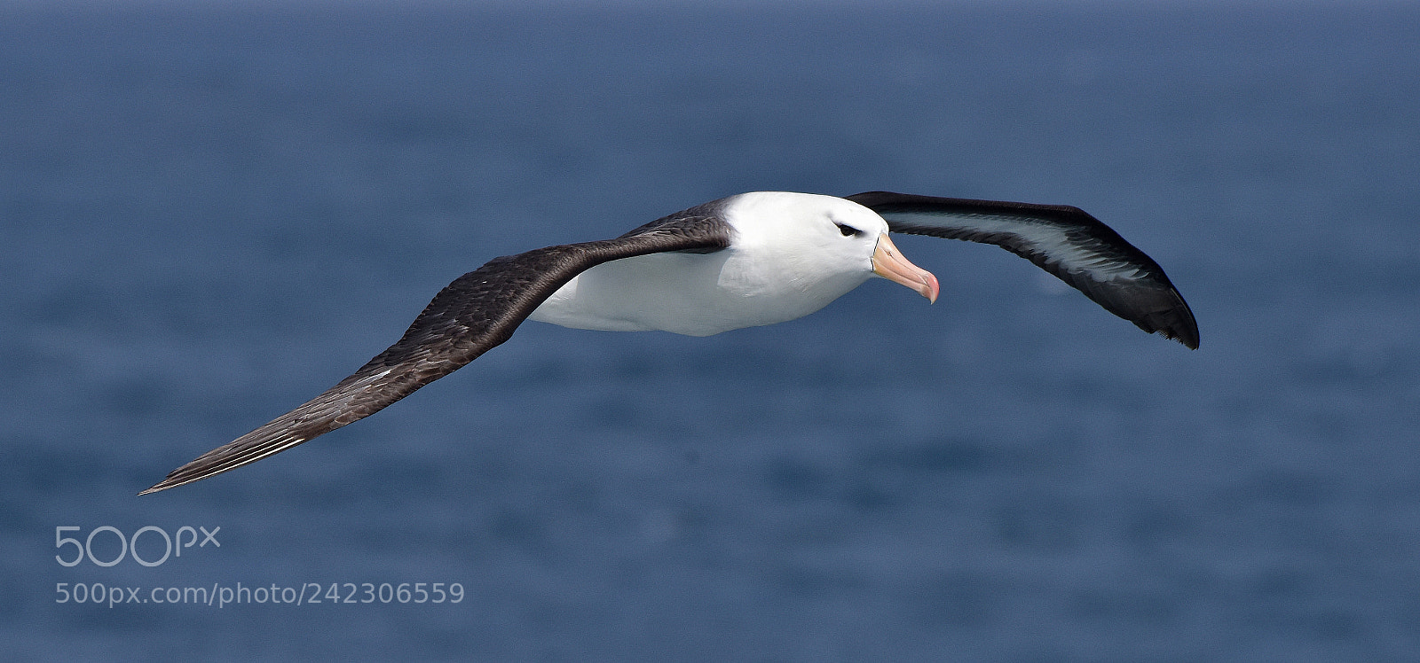 Nikon D810 sample photo. Black browed albatross photography