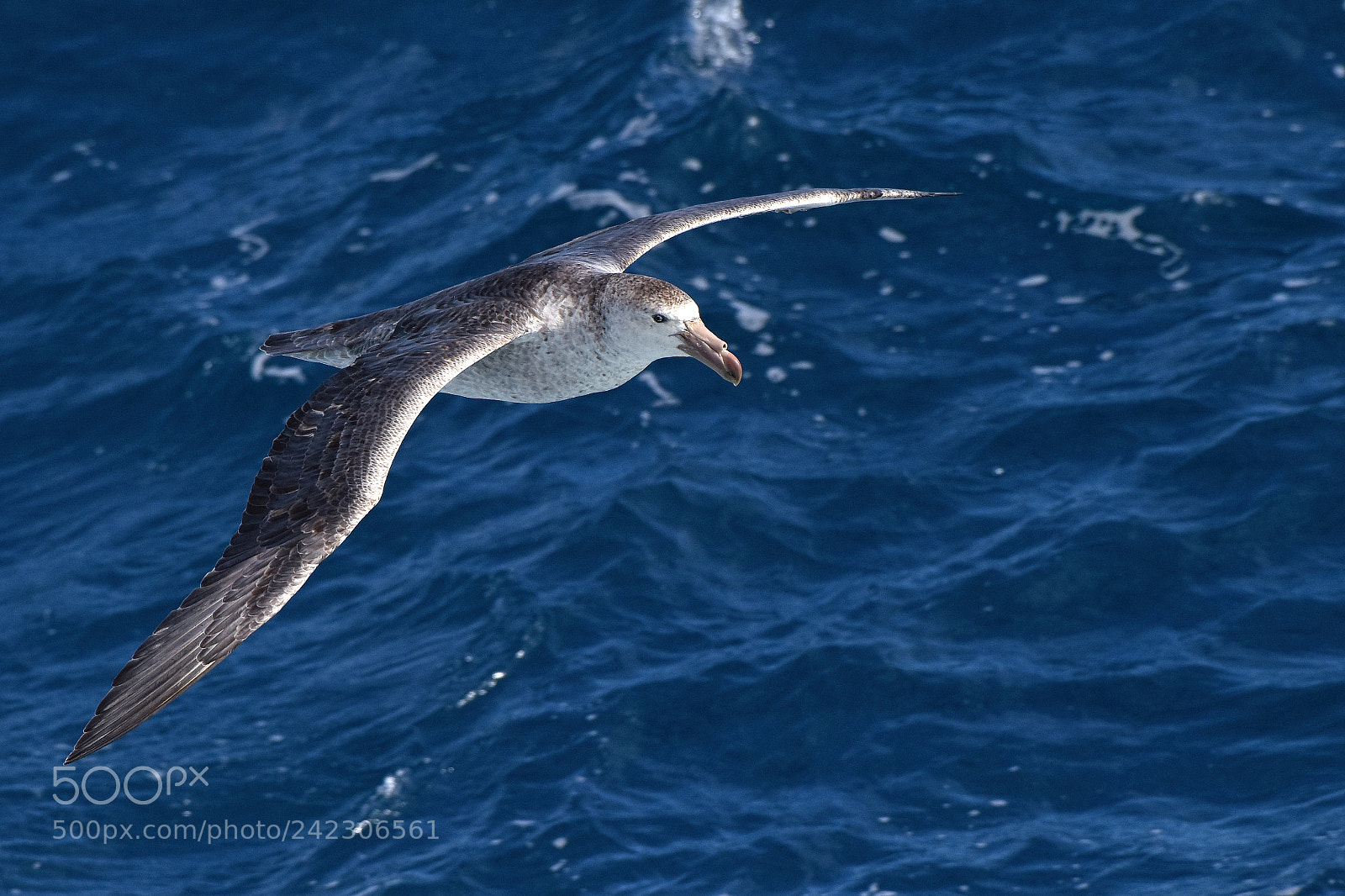 Nikon D810 sample photo. Northern giant storm petrel photography