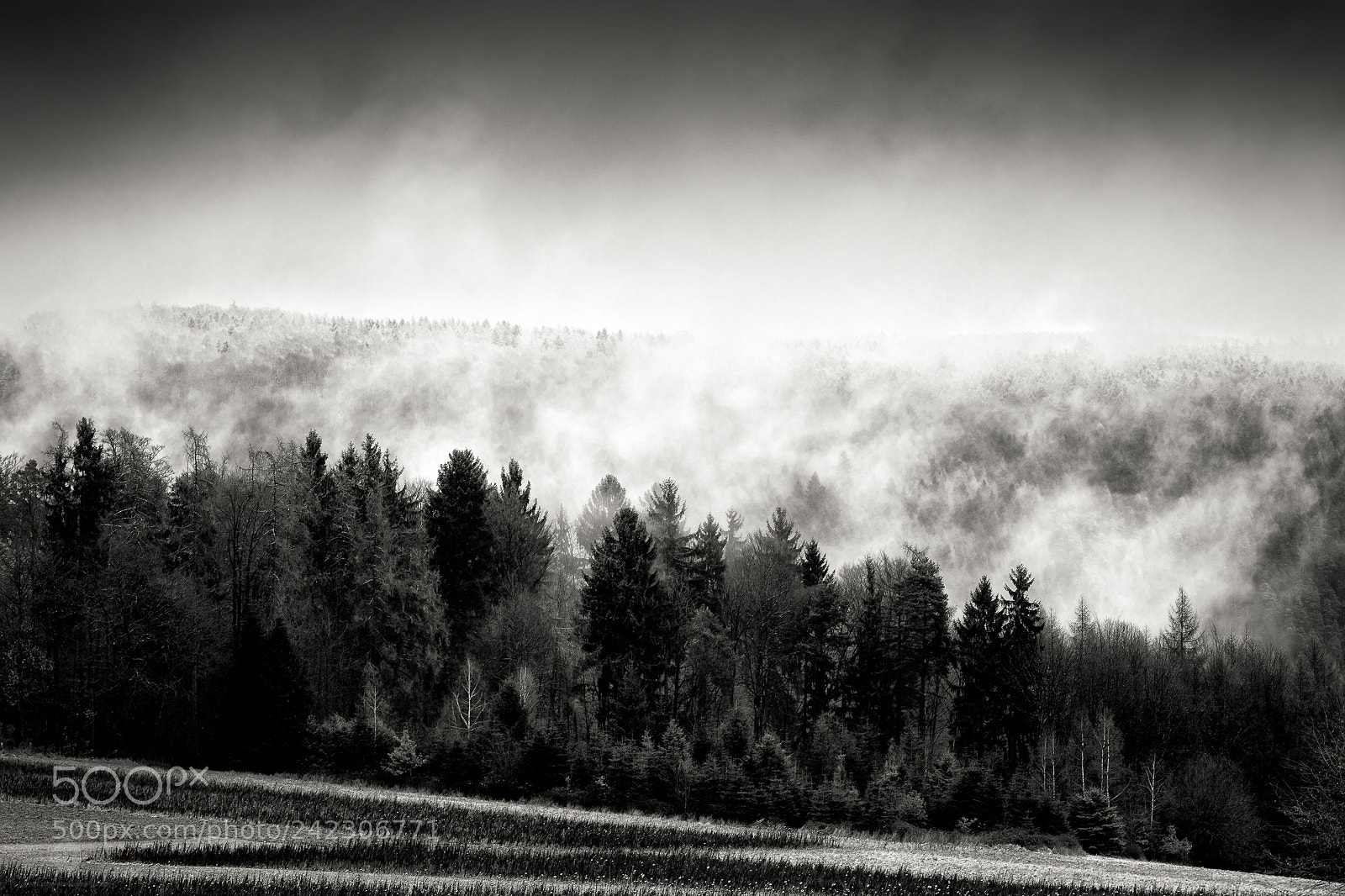 Nikon D7100 sample photo. Mist over the forest photography