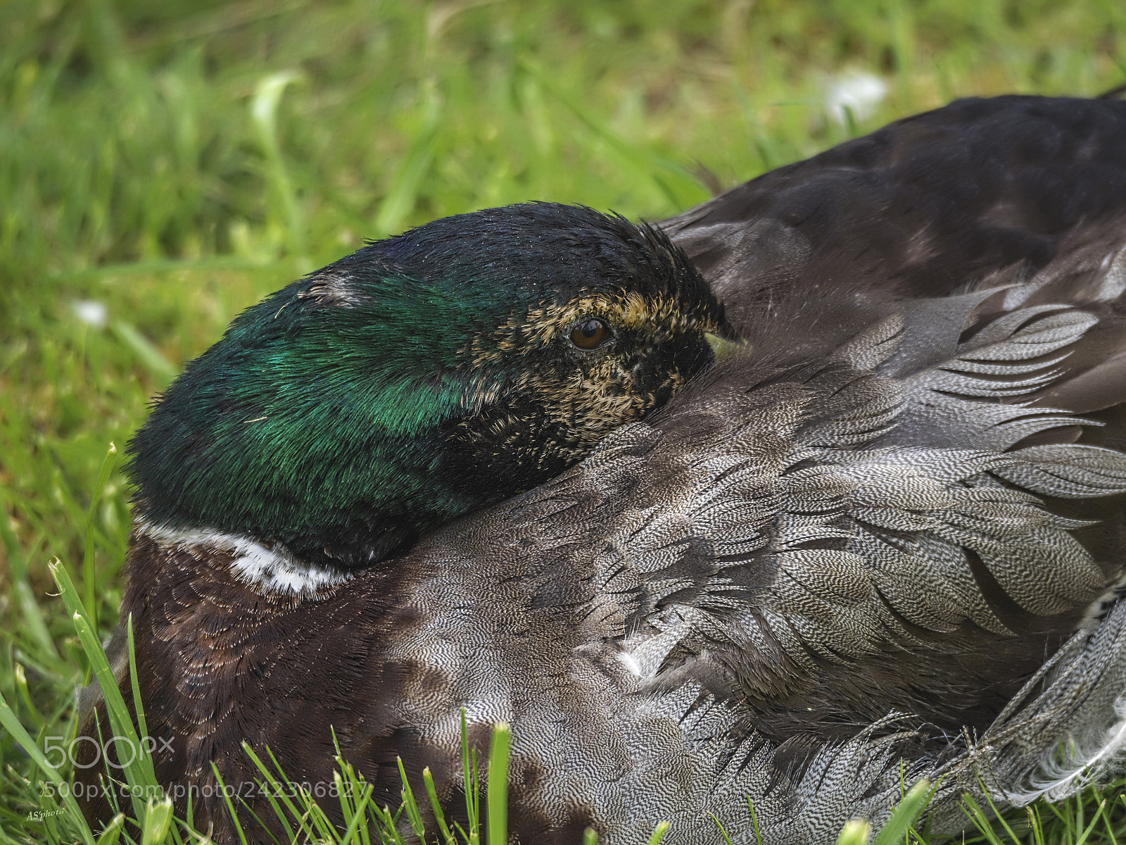Olympus OM-D E-M1 sample photo. A piece of duck photography