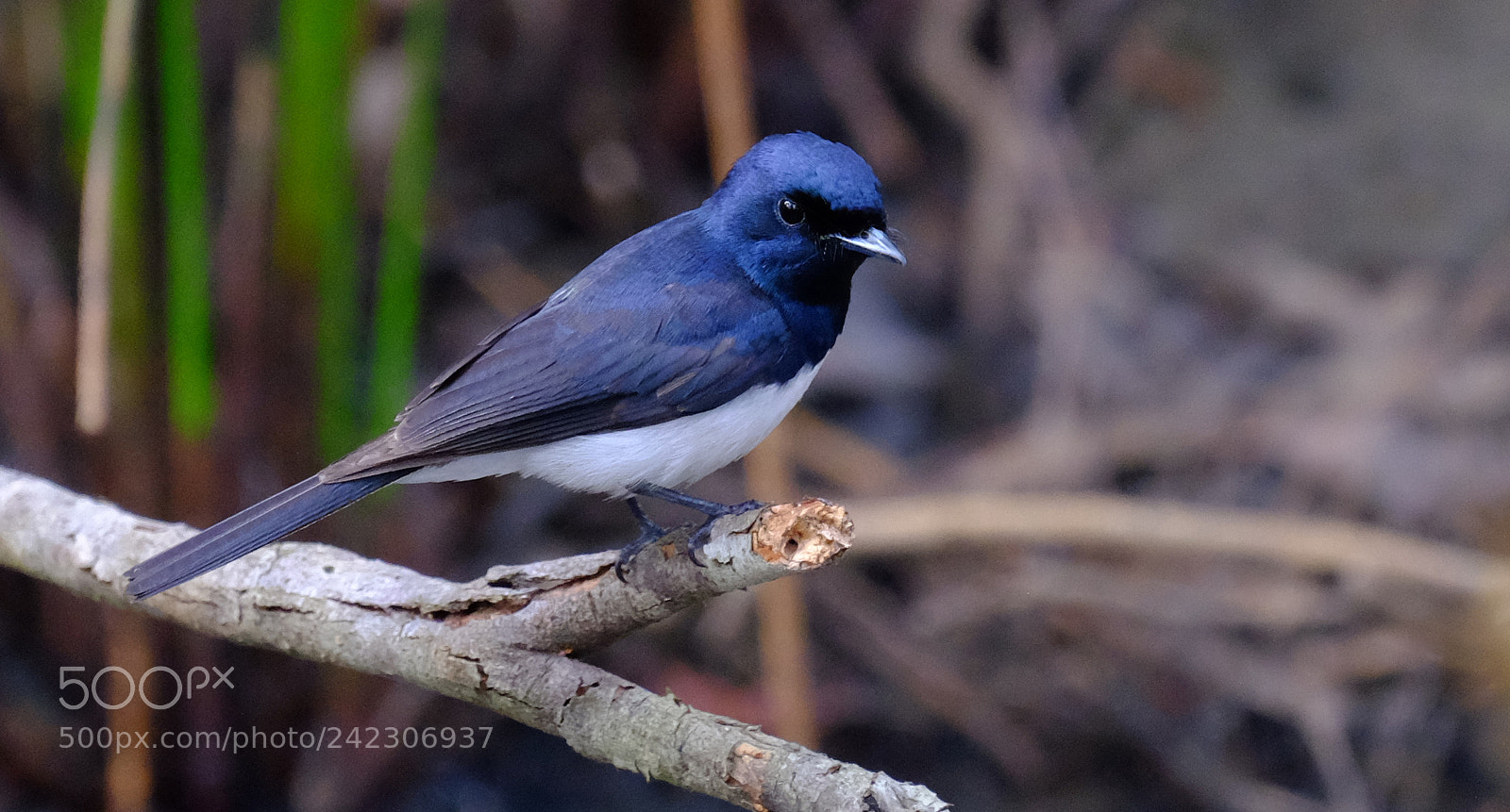 Fujifilm X-T1 sample photo. Satin flycatcher photography