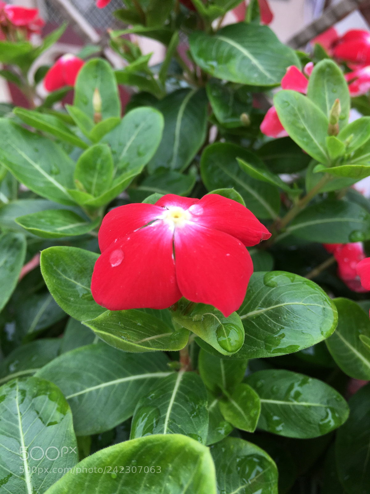 Apple iPhone SE sample photo. Untitled photography