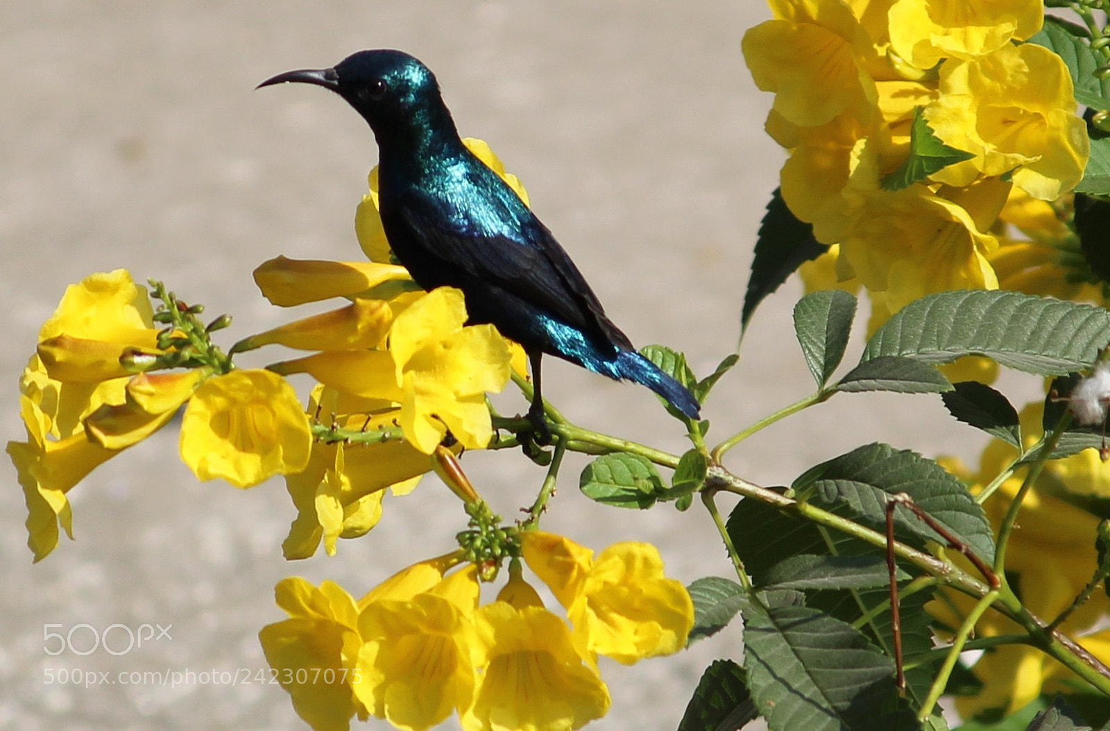 Canon EOS 1300D (EOS Rebel T6 / EOS Kiss X80) sample photo. Check me out.... photography