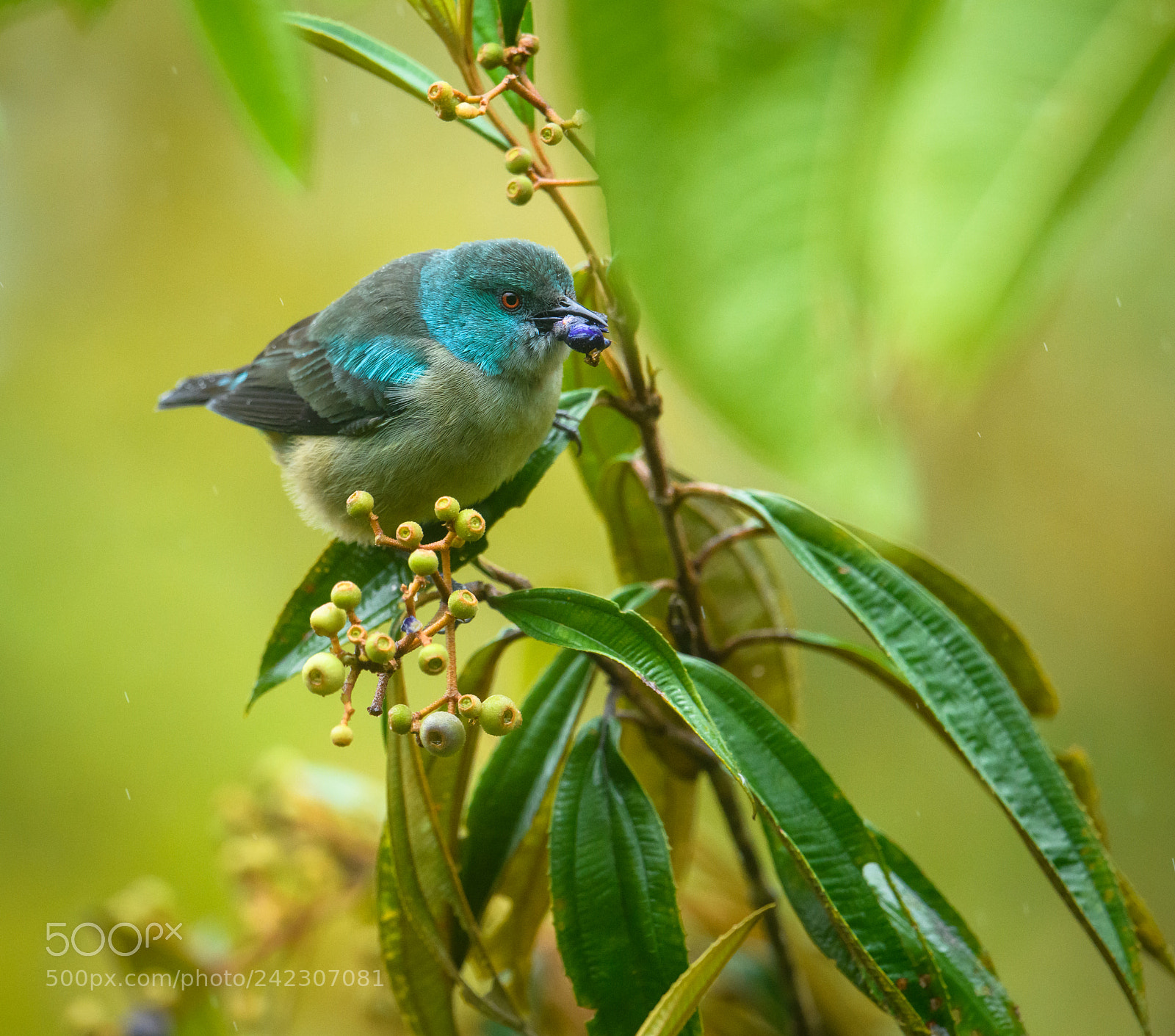 Nikon D850 sample photo. Scarlet thighed dacnis photography