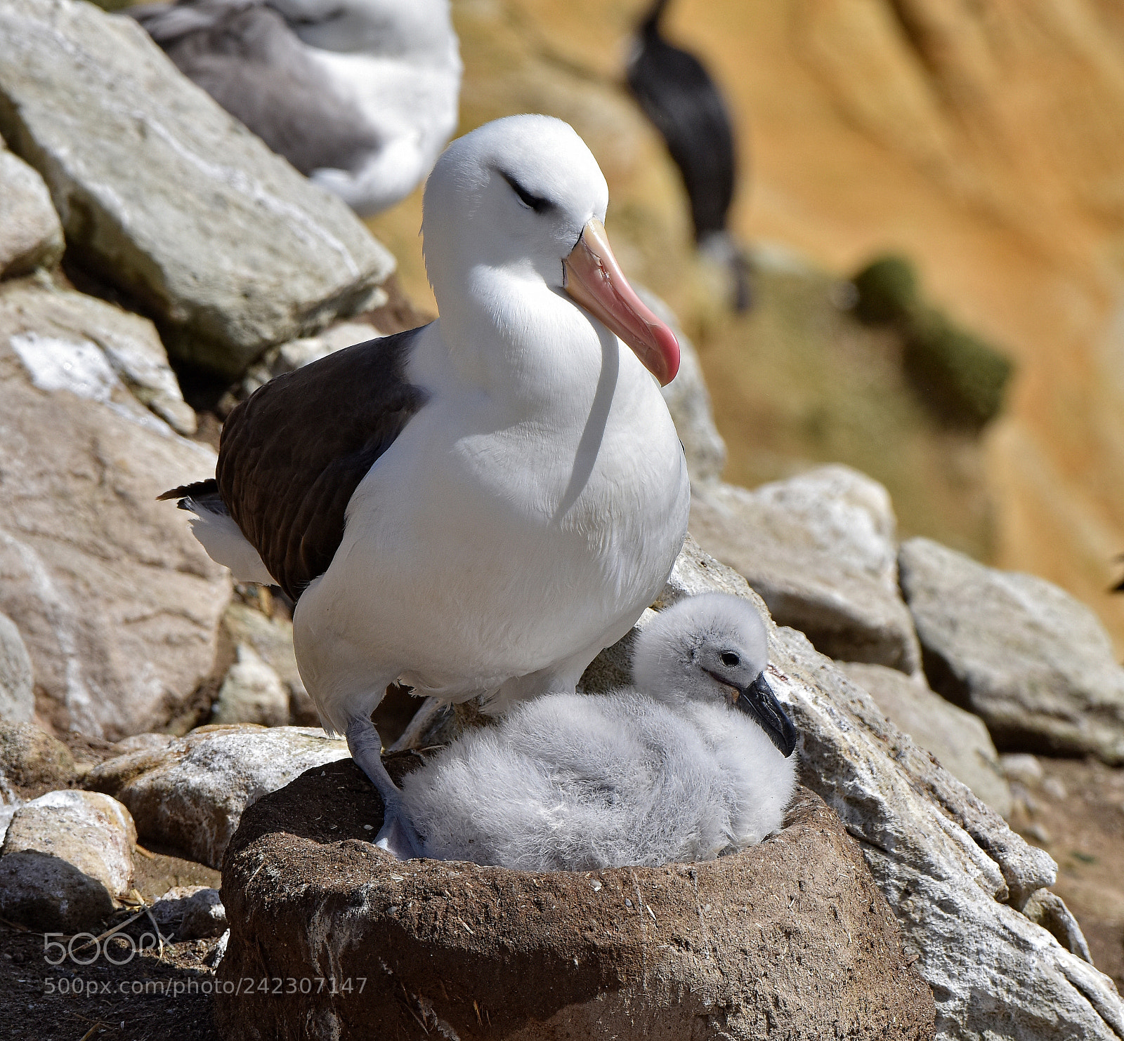 Nikon D810 sample photo. Black browed albatross with photography