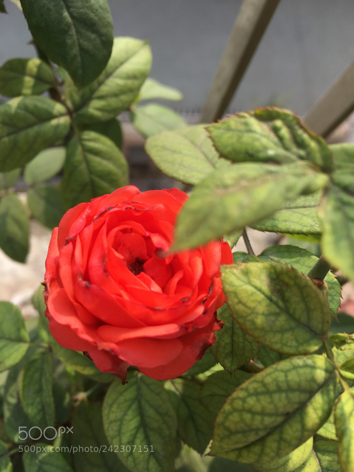 Apple iPhone SE sample photo. Untitled photography